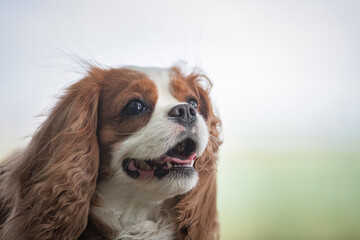 Portrait of a beautiful purebred Cavalier King Charles Spaniel on a stone in the forest.