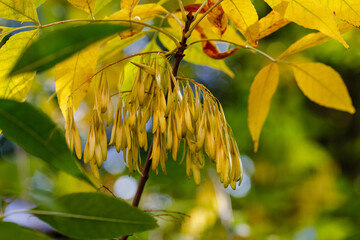 Seeds of Common ash , or tall ash ( lat. Fraxinus excelsior ) in autumn