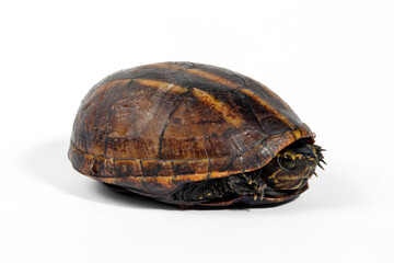 Dreistreifen-Klappschildkrote // Striped mud turtle (Kinosternon baurii)