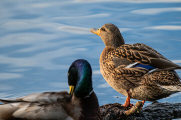 Patos en los Aiguamolls de l'Empordà