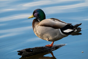 Pato en los Aiguamolls de l'Empordà