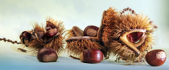 Maronenfrucht, E&szlig;kastanie, Edelkastanie