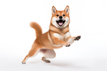 Shiba Inu dog its paws lifted in delight and a joyful expression on its face - obrazy, fototapety, plakaty