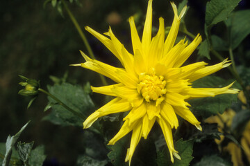Dahlia x 'Chabada' , Dahlia