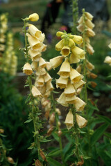 Digitalis grandiflora, Digitale à grandes fleurs © JAG IMAGES