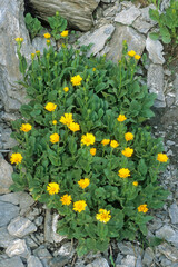Doronicum grandiflorum , Doronic à grandes fleurs