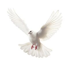 flying white dove isolated