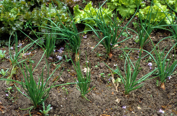 Echalote, allium cepa