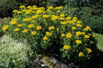 Euphorbia sikkimensis, euphorbe du Sikkim