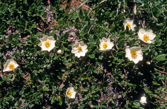 Dryas octopetela , Dryade &agrave; huit p&eacute;tales