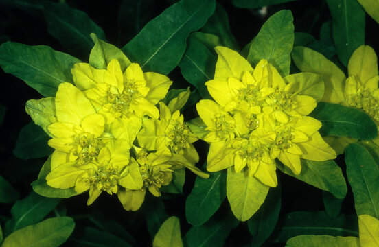 Euphorbia esula, euphorbe &eacute;sule, euphorbe &acirc;cre
