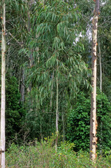 Eucalyptus grandis , Eucalyptus, gommier rose