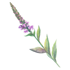 Verbena medicinal watercolor illustration on a white background. Twigs of lilac flowers and verbena leaves. For printing on labels and packaging