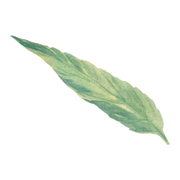 Medicinal verbena leaf watercolor illustration on a white background. For printing on labels and packaging