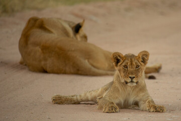 Kalahari lion.