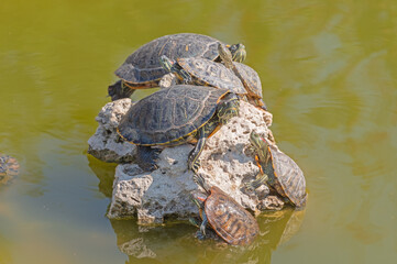 red-eared turtles basking in the sun