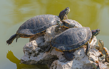 red-eared turtles basking in the sun