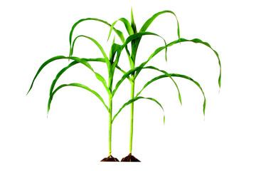 Picture of 2 corn plants. The process of growing sweet corn is realistic in design until the first planting process