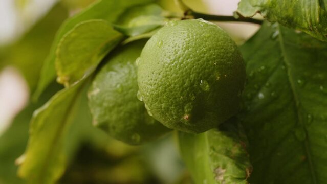 Green lemon fruit growing on a lemon tree branch. Closeup footage of a fresh fruit with raindrops on it. Citrus food concept.