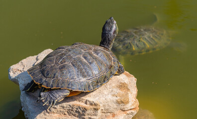 red-eared turtles basking in the sun