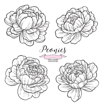Peony flowers in tattoo style. Hand drawn inked flowers. Black and white peonies. Vector illustration.