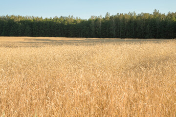 Fototapeta premium The nature of Belarus - a calm summer landscape on the banks of the Berezina River