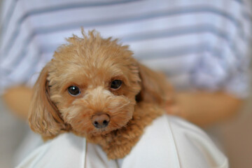 飼い主さんに抱っこされるトイ・プードル