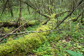 Fototapeta na wymiar A fallen rotten tree trunk in a dense forest near the edge