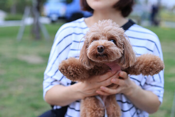 飼い主さんとお出かけするトイ・プードル