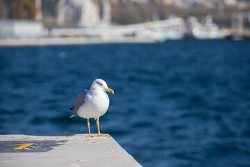 Seagulls flying over the Bosphorus on a wonderful summer day. The seagull is a very beautiful bird species. It is frequently seen on the sea in the Marmara region.