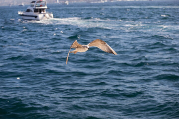Seagulls flying over the Bosphorus on a wonderful summer day. The seagull is a very beautiful bird species. It is frequently seen on the sea in the Marmara region.
