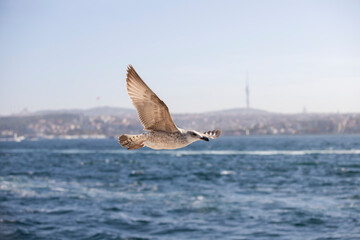 Fototapeta na wymiar Seagulls flying over the Bosphorus on a wonderful summer day. The seagull is a very beautiful bird species. It is frequently seen on the sea in the Marmara region.