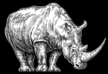 Vintage engraving isolated rhinoceros set illustration ink sketch. Africa background rhino silhouette art. Black and white hand drawn image - obrazy, fototapety, plakaty