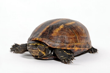 Striped mud turtle // Dreistreifen-Klappschildkrote (Kinosternon baurii)