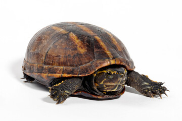 Dreistreifen-Klappschildkrote // Striped mud turtle (Kinosternon baurii)