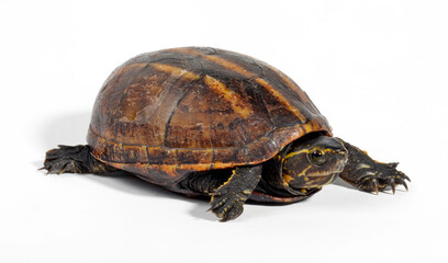 Dreistreifen-Klappschildkrote // Striped mud turtle (Kinosternon baurii)