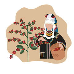 Vector illustration of hill tribe lady in the northern Thailand harvesting coffee plant