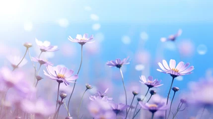 Gartenposter Purple daisy flowers in a sunlit field with bokeh. © Anna