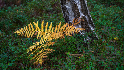 yellow fern - gelber Farn