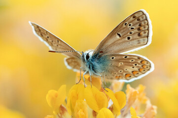 Macro d'un papillon azur posé sur les pétales d'une fleur jaune avec un arrière-plan fou d'un champ floral jaune.
