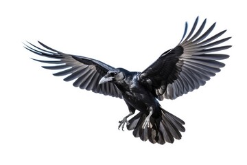 Fototapeta premium Carrion Crow bird isolated on white background