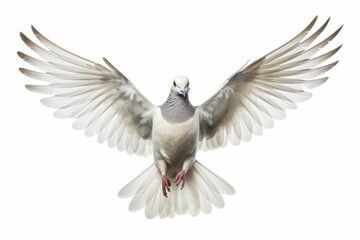 Collared Dove bird isolated on white background