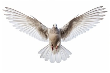 Obraz premium Collared Dove bird isolated on white background