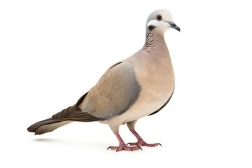 Collared Dove bird isolated on white background