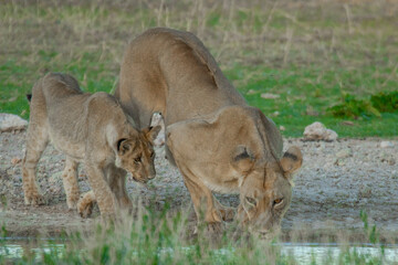 Kalahari lion.