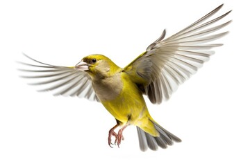 Greenfinch bird isolated on white background