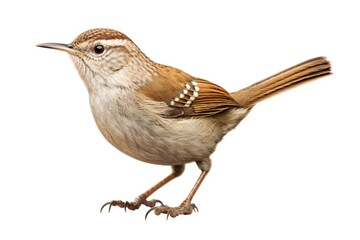 Naklejka premium Wren bird isolated on white background