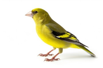 Fototapeta premium Greenfinch bird isolated on white background
