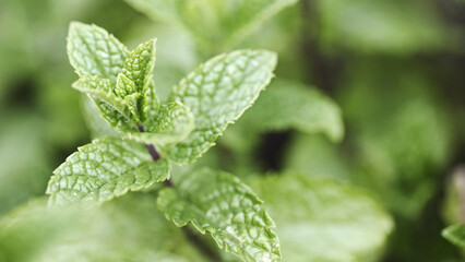 Peppermint Plant Leaves - 677135370