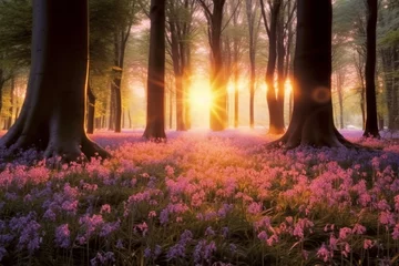 Poster Beautiful woodland bluebell forest in spring. Purple and pink flowers under tree canopys with sunrise at dawn. generative ai. © SEUNGJIN